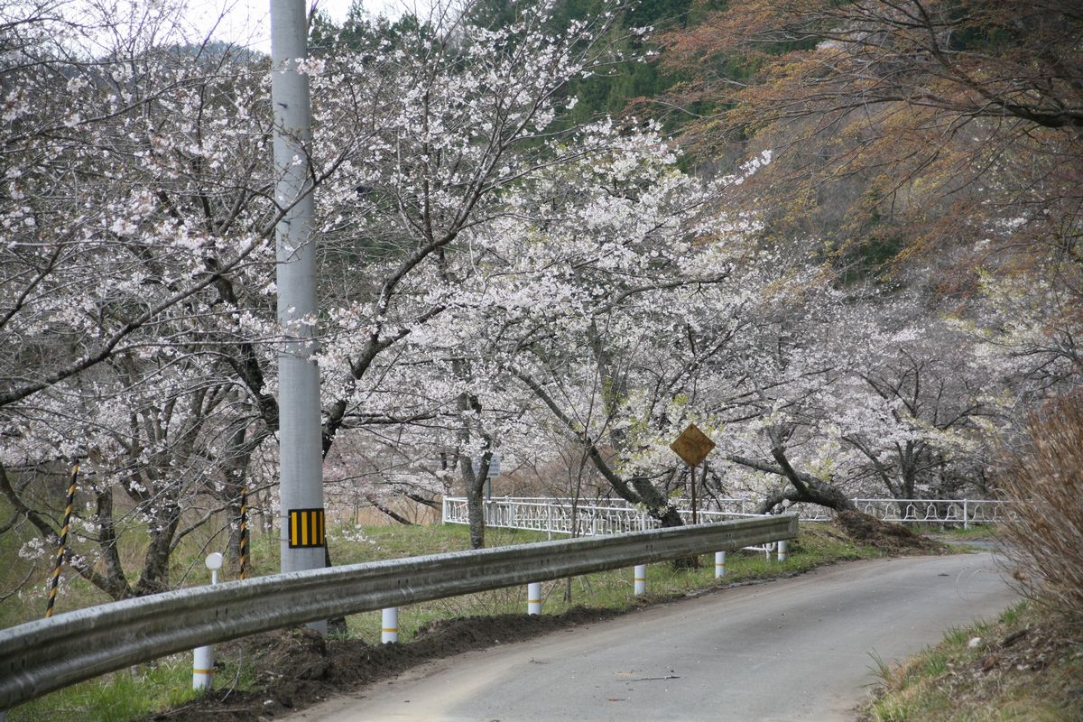 大熊町の桜の様子（2013年） 写真 24