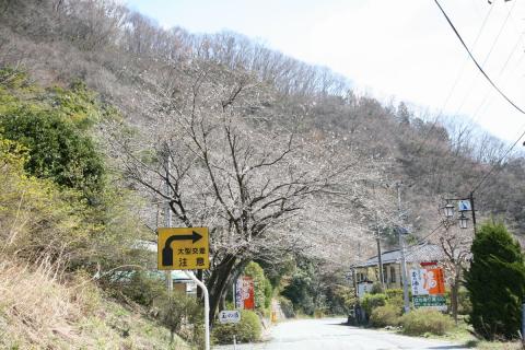 大熊町の桜の様子（2013年） 写真 1