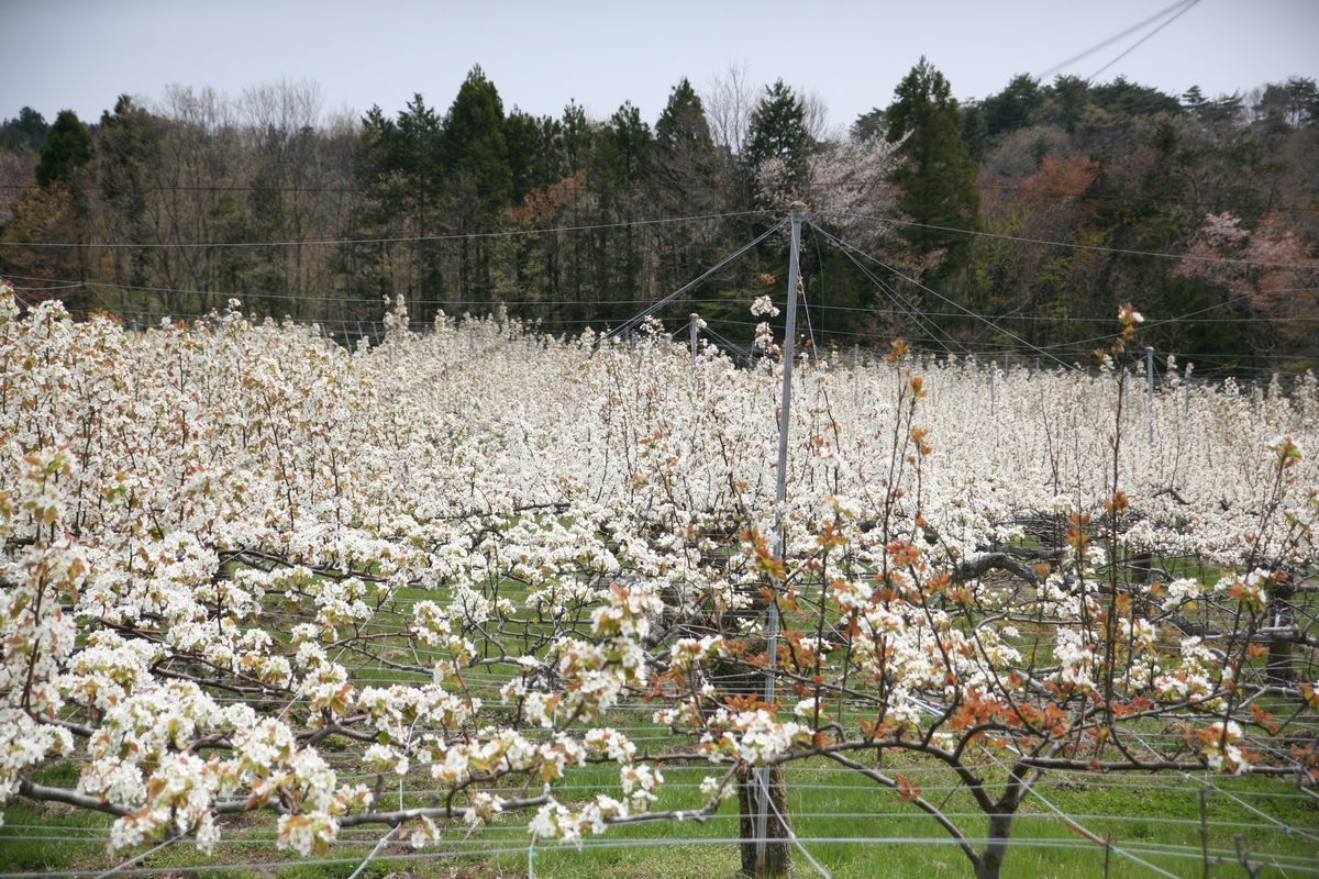 大熊町の梨の花（2013年） 写真 5