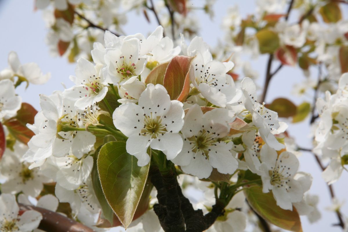 大熊町の梨の花（2013年） 写真 6