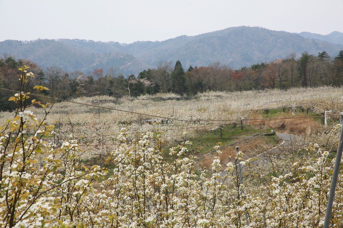大熊町の梨の花（2013年） 写真 8