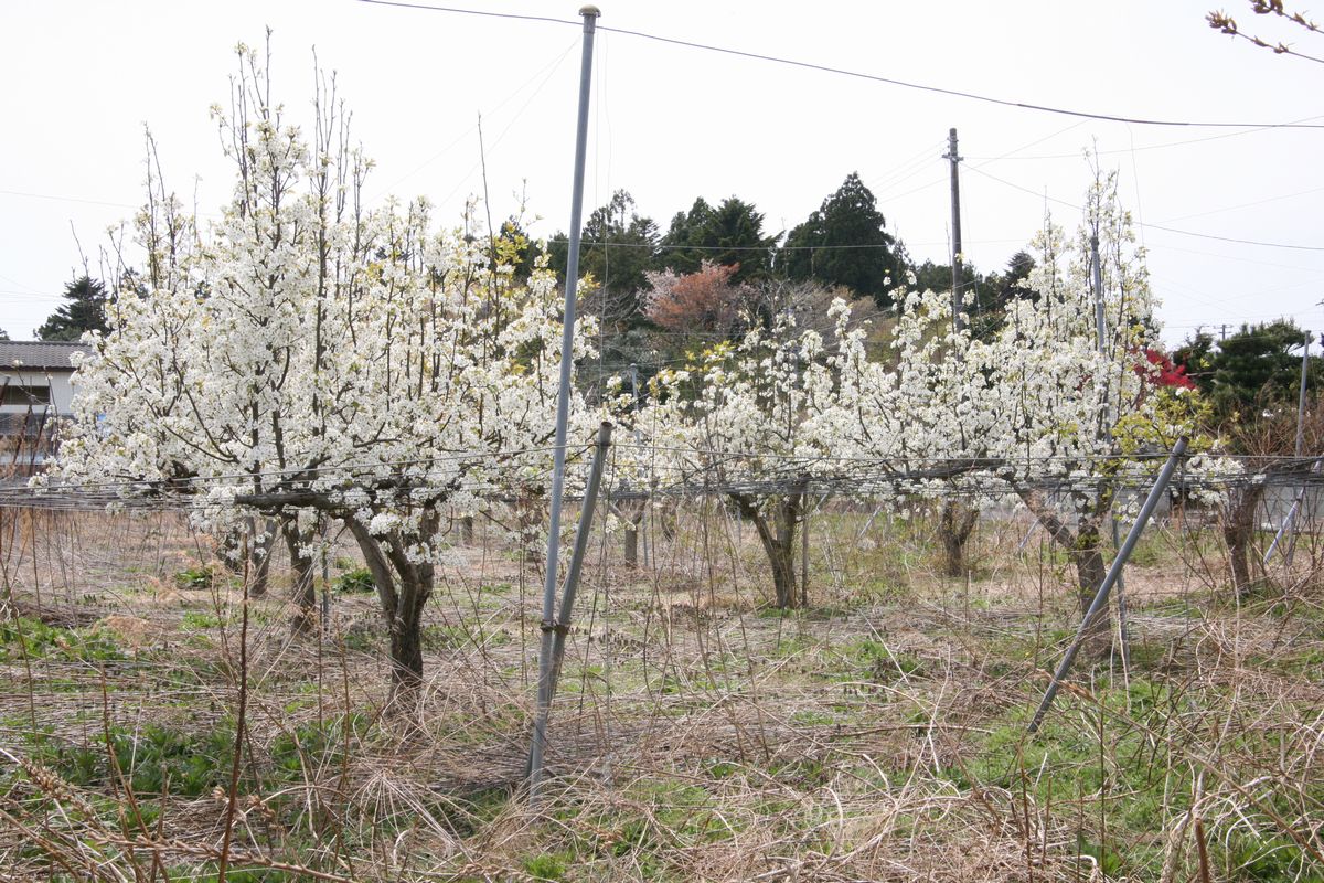 大熊町の梨の花（2013年） 写真 11