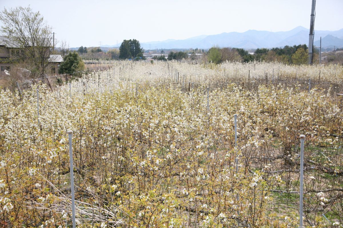 大熊町の梨の花（2013年） 写真 13