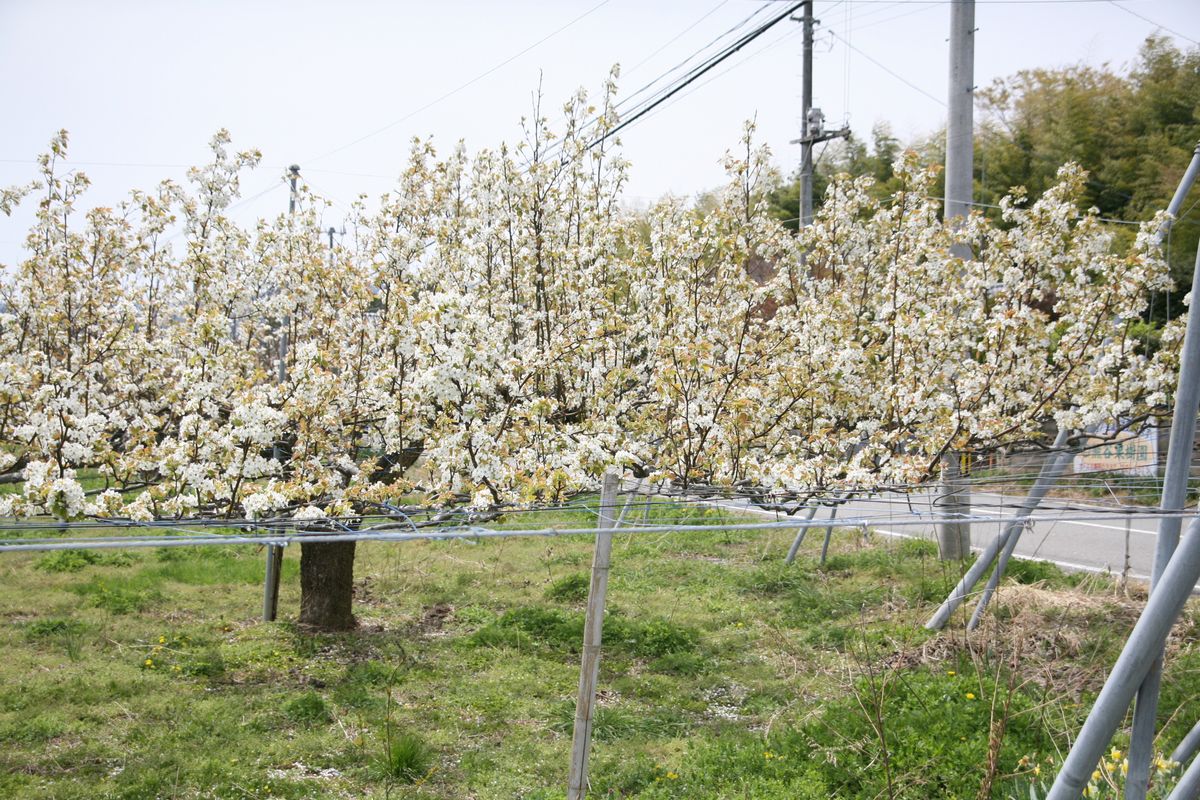 大熊町の梨の花（2013年） 写真 14