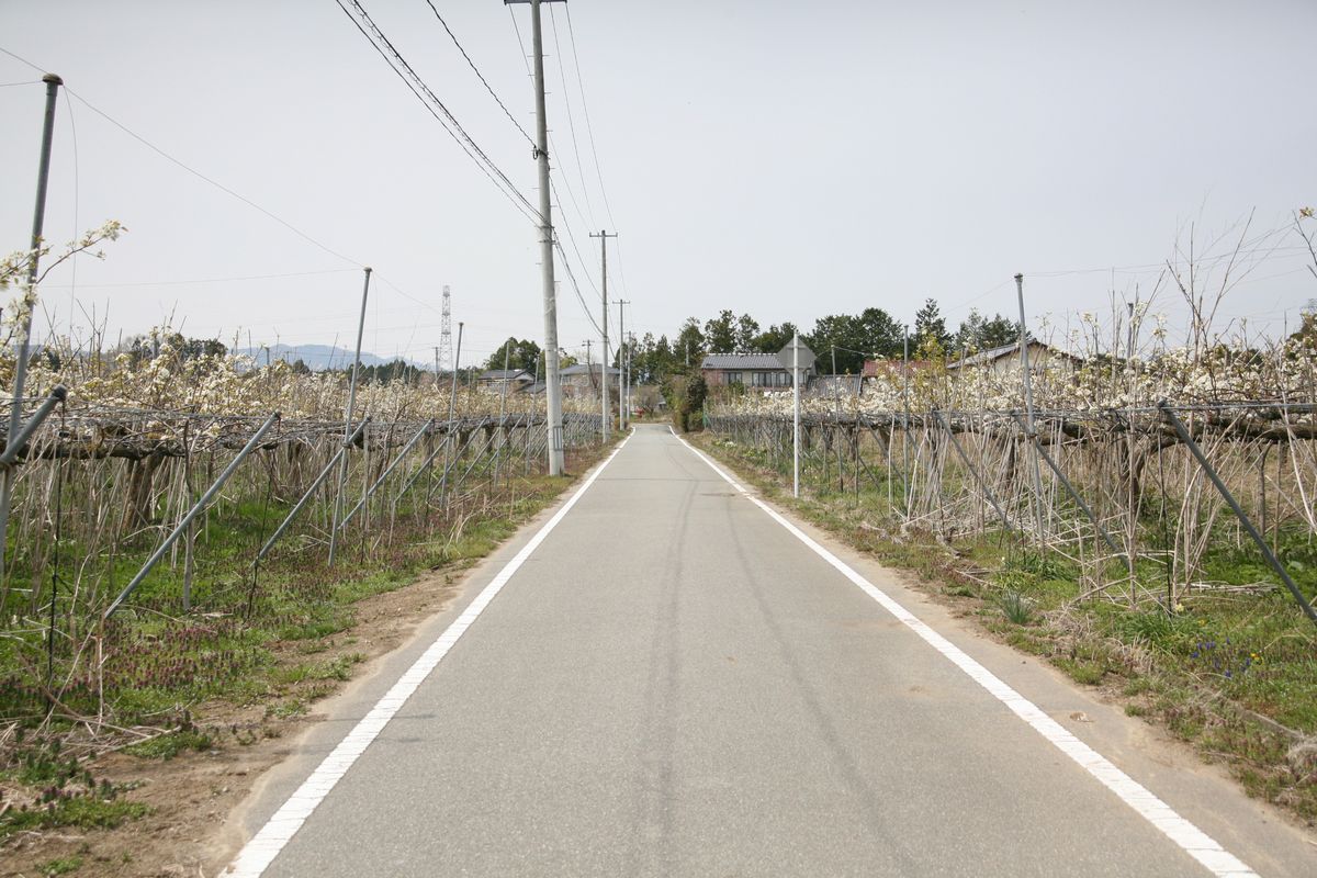 大熊町の梨の花（2013年） 写真 17