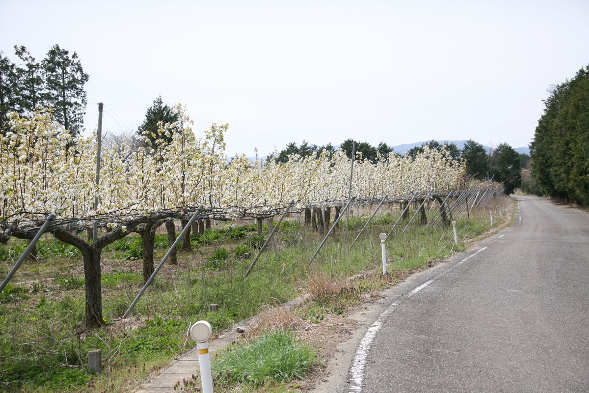 大熊町の梨の花（2013年） 写真 20