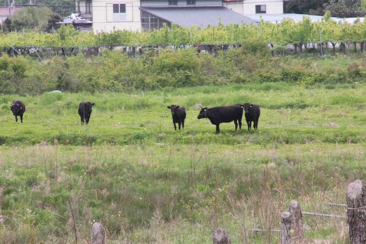 非日常、住民のいない町の日常 写真 3