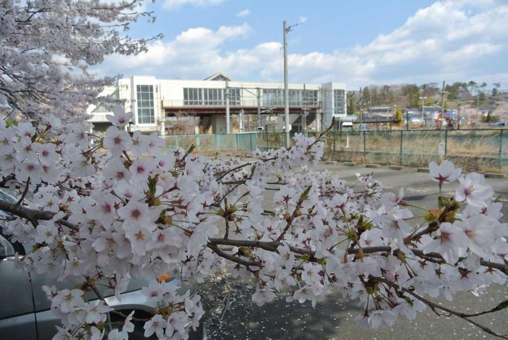 2014年 町内の桜見頃 写真 12