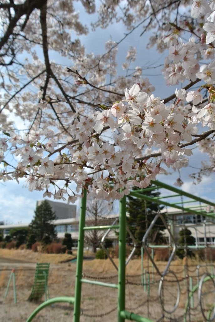 2014年 町内の桜見頃 写真 19