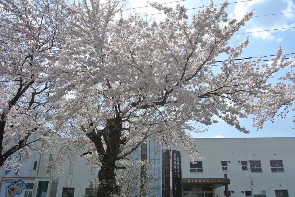 2014年 町内の桜見頃 写真 11