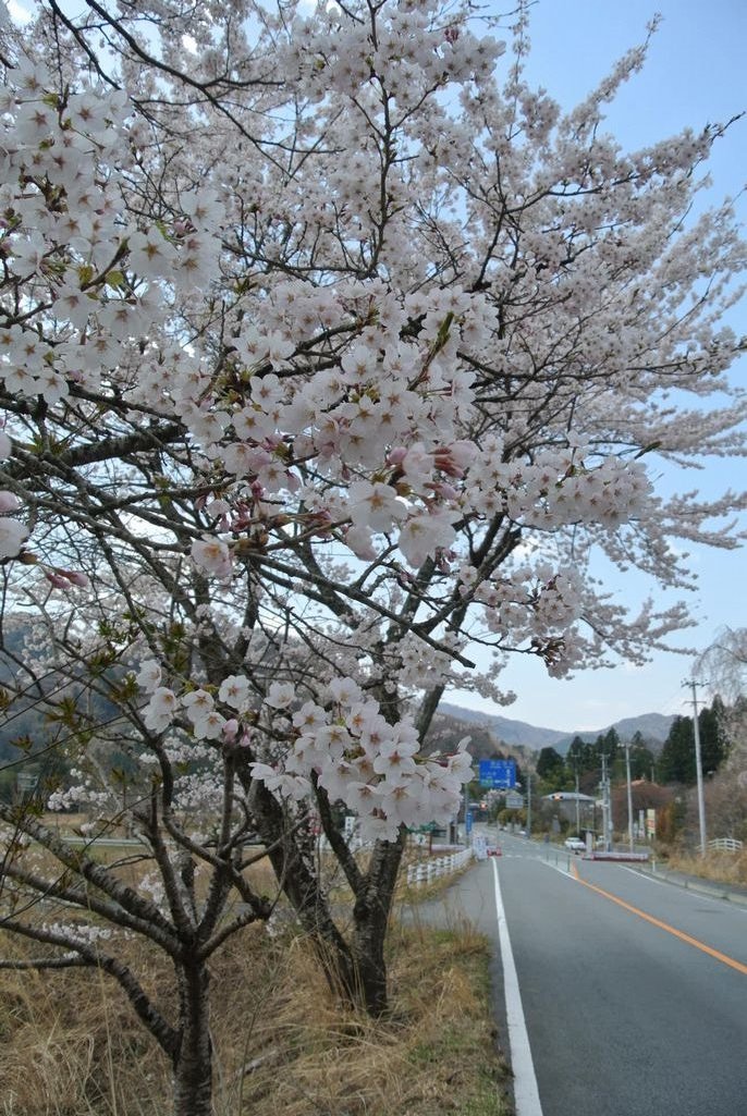 2014年 町内の桜見頃 写真 2