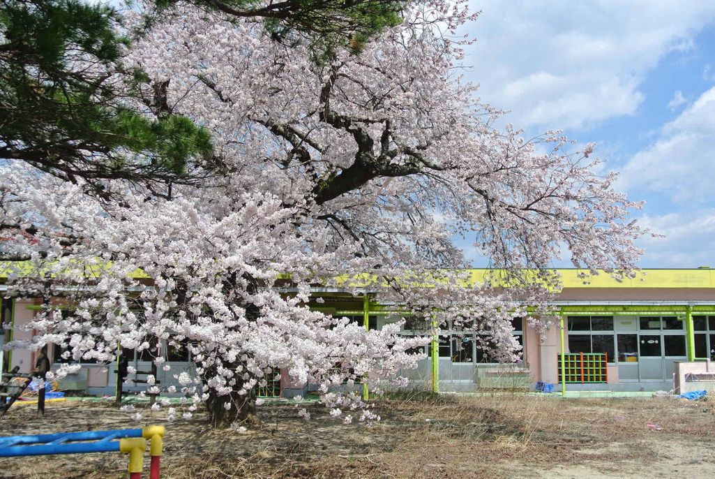 2014年 町内の桜見頃 写真 3