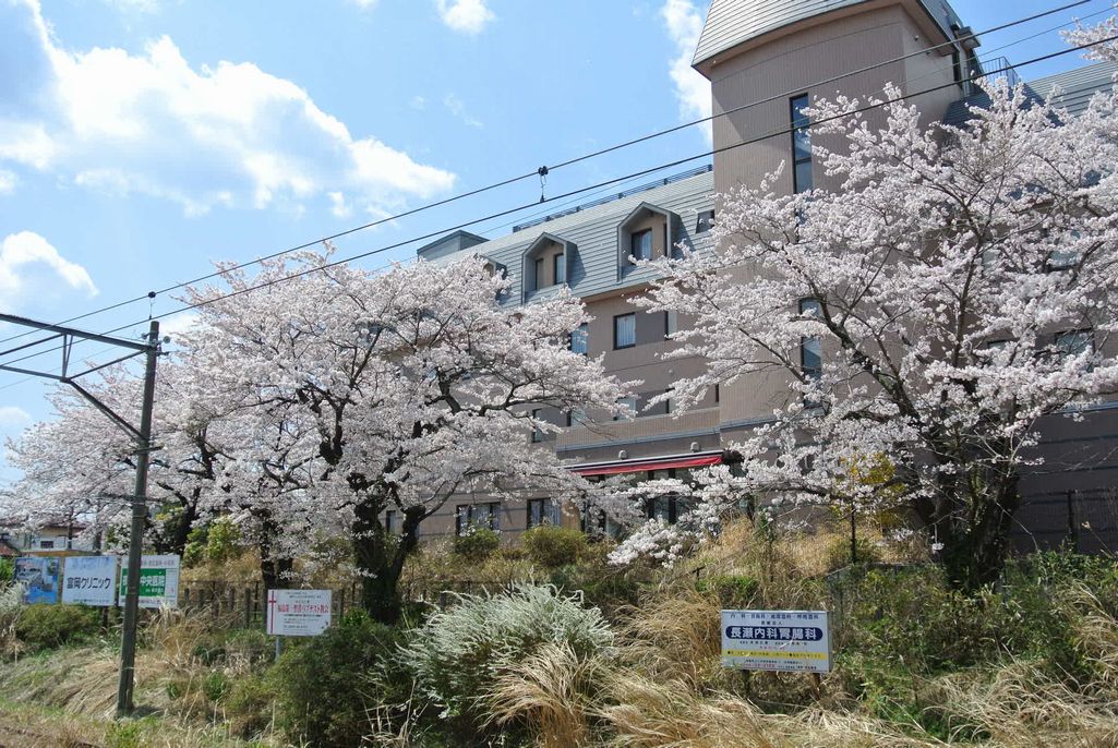 2014年 町内の桜見頃 写真 13