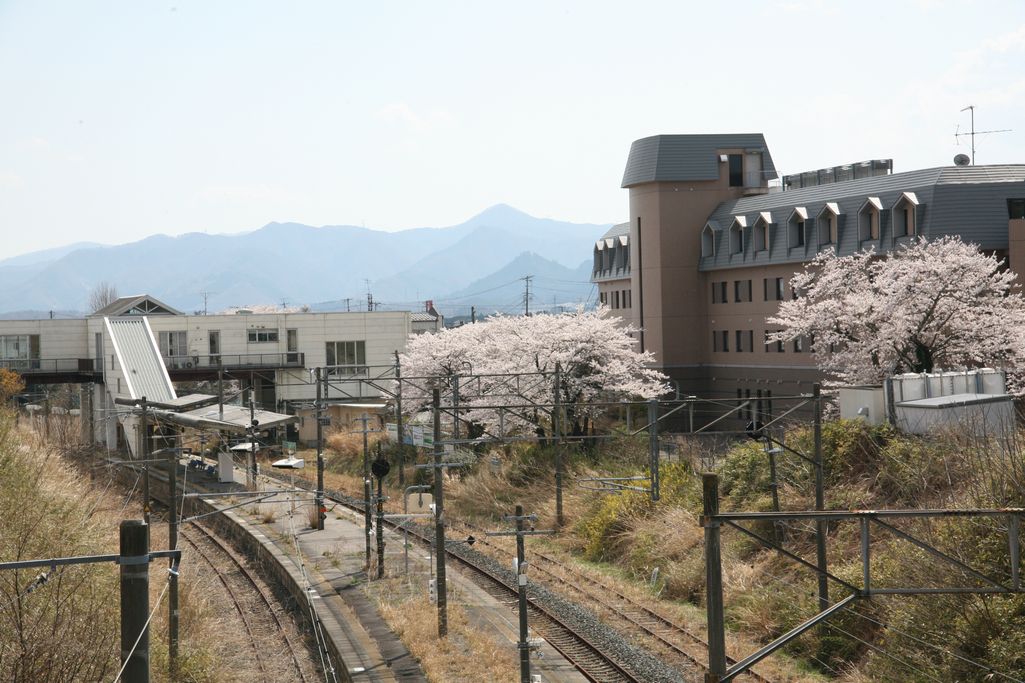 2014年 町内の桜見頃 写真 14