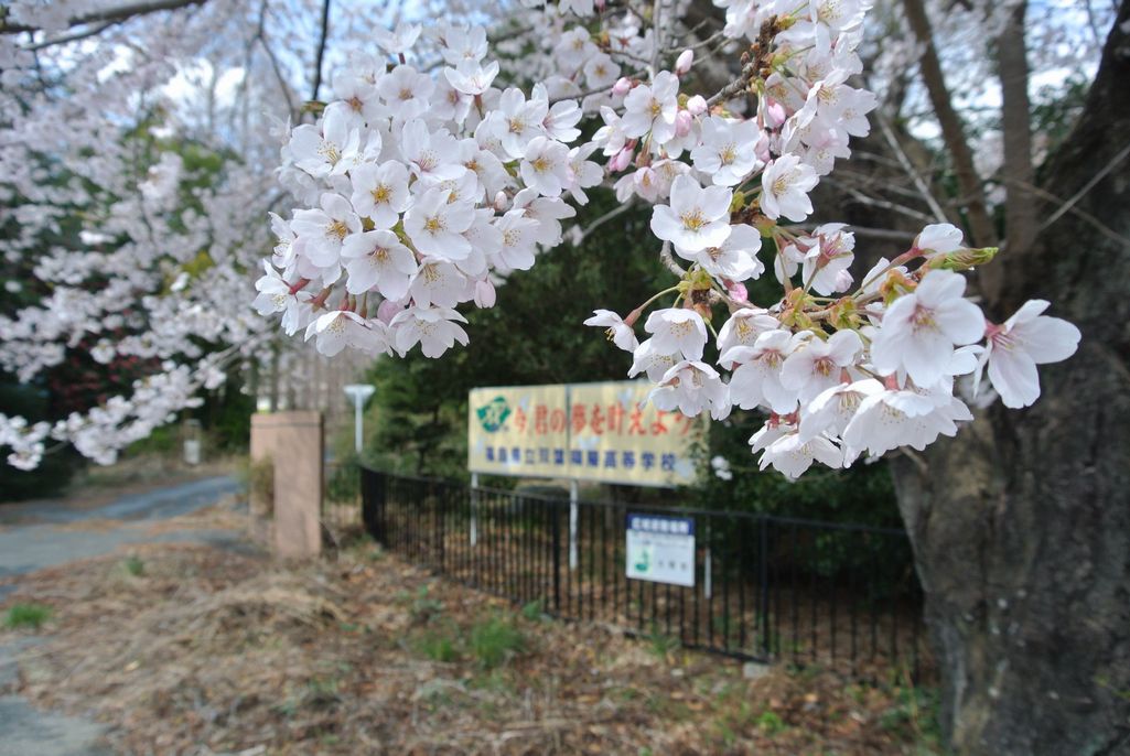 2014年 町内の桜見頃 写真 8