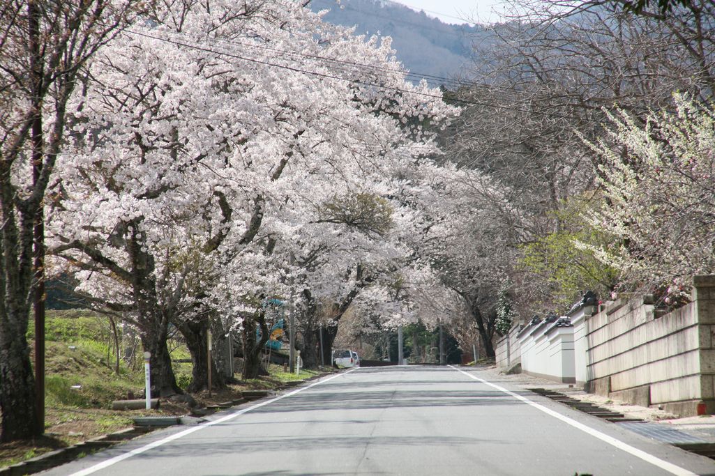 2014年 町内の桜見頃 写真 4