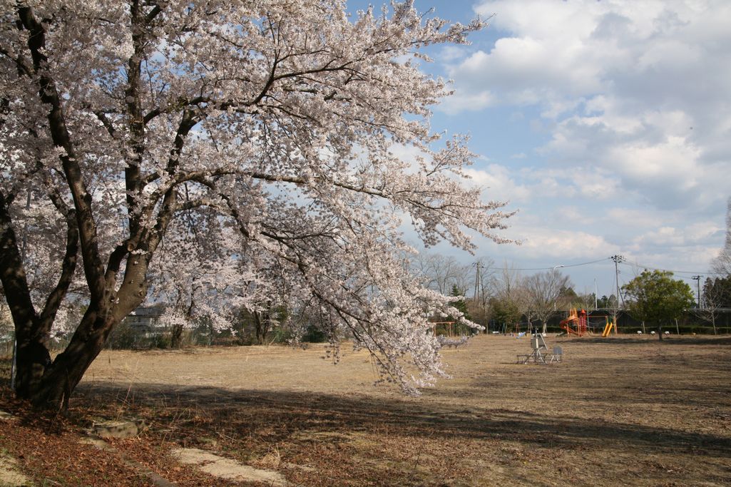 2014年 町内の桜見頃 写真 10