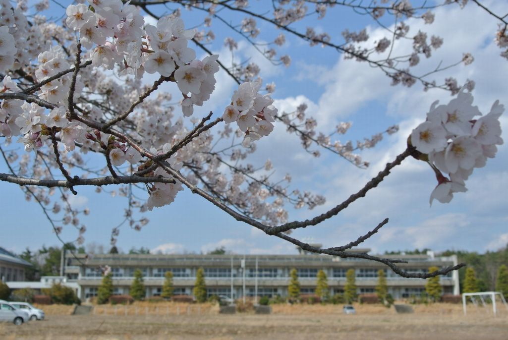 2014年 町内の桜見頃 写真 17