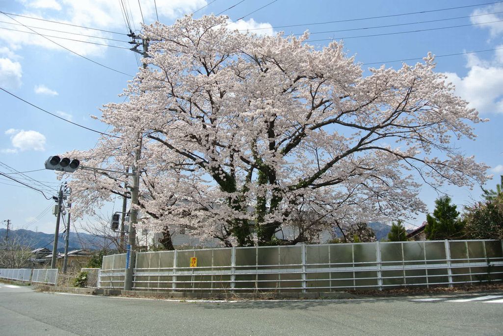 2014年 町内の桜見頃 写真 6