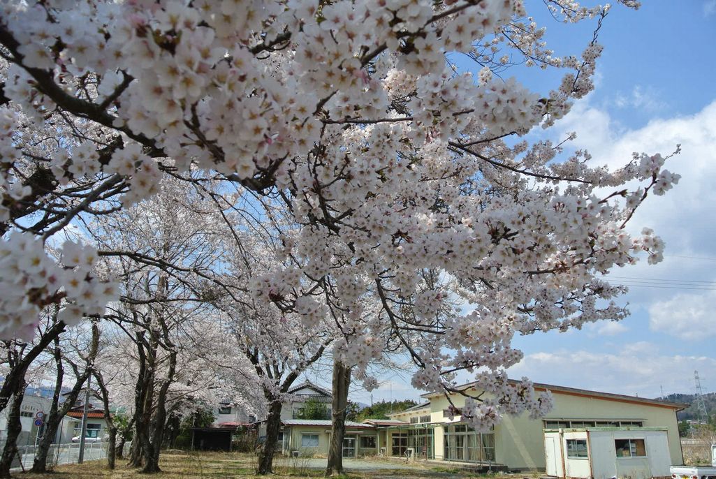 2014年 町内の桜見頃 写真 9