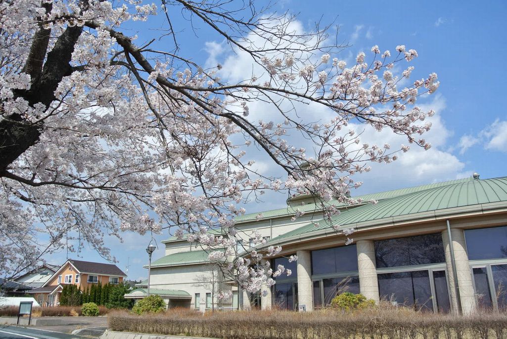 2014年 町内の桜見頃 写真 16