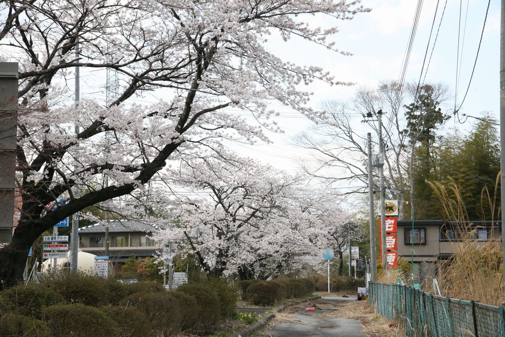2014年 町内の桜見頃 写真 18