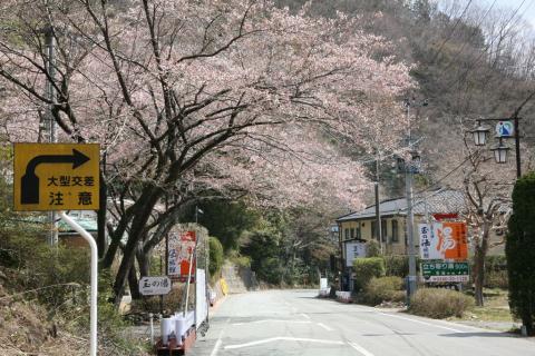 2014年 町内の桜見頃 写真 1