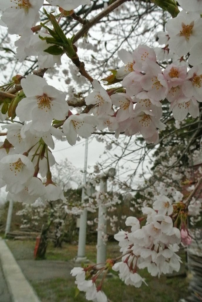 大熊町の桜（2015年4月14日撮影） 写真 13