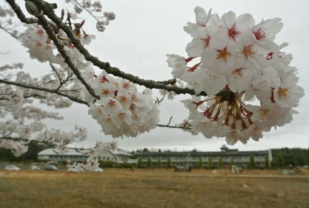 大熊町の桜（2015年4月14日撮影） 写真 3