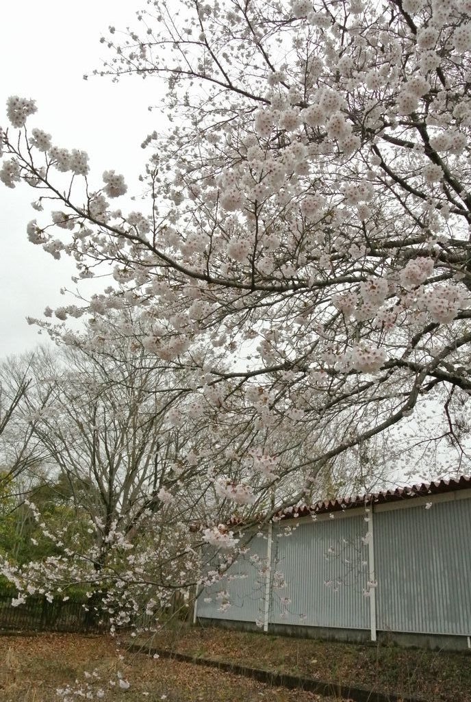 大熊町の桜（2015年4月14日撮影） 写真 12