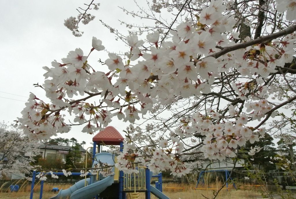 大熊町の桜（2015年4月14日撮影） 写真 4