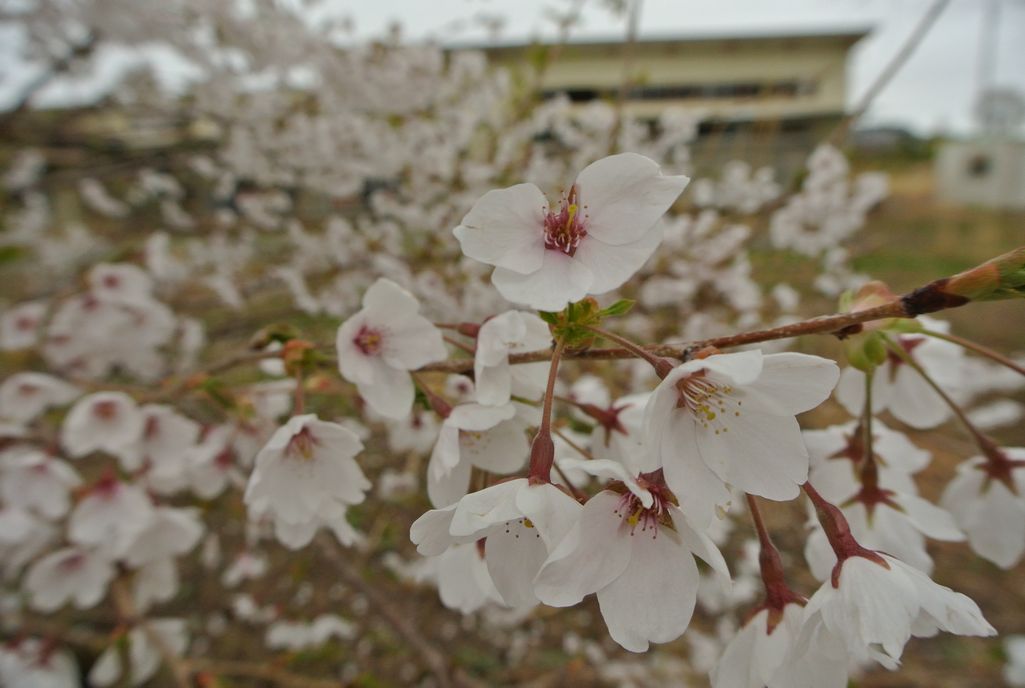 大熊町の桜（2015年4月14日撮影） 写真 7