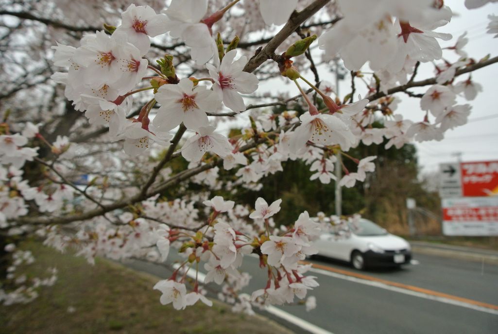 大熊町の桜（2015年4月14日撮影） 写真 2
