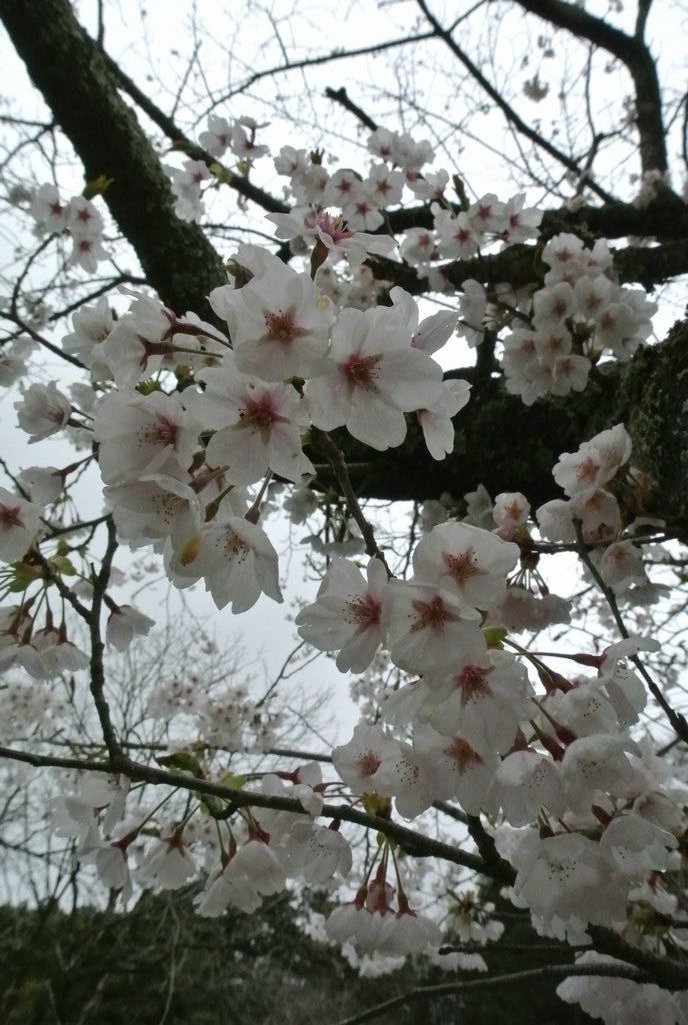 大熊町の桜（2015年4月14日撮影） 写真 10