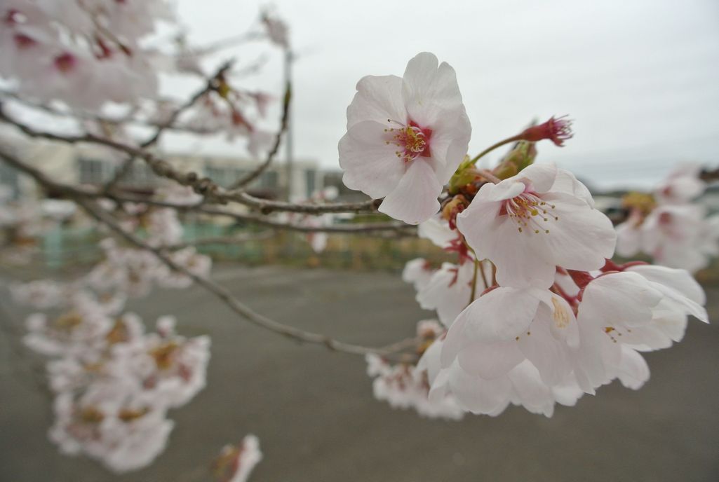 大熊町の桜（2015年4月14日撮影） 写真 5