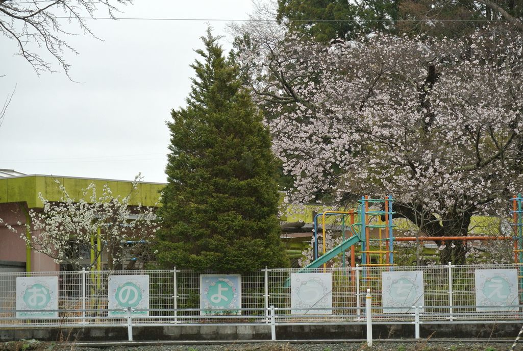大熊町の桜（2015年4月14日撮影） 写真 9