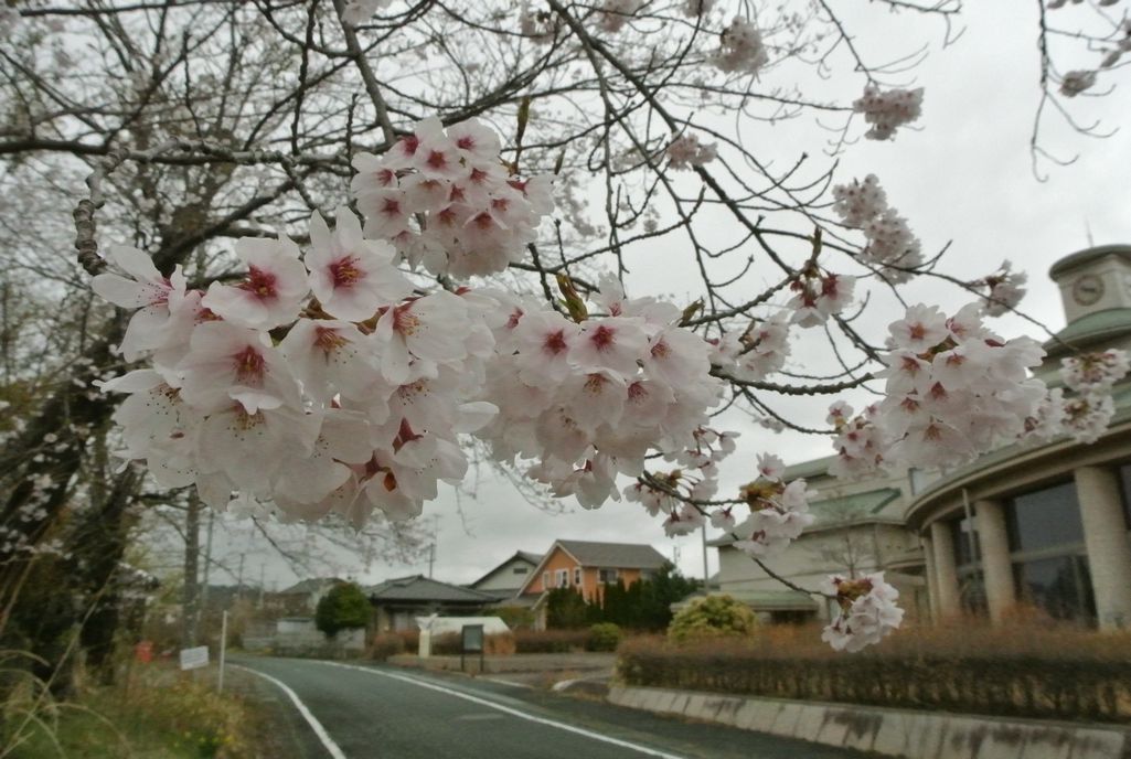大熊町の桜（2015年4月14日撮影） 写真 6