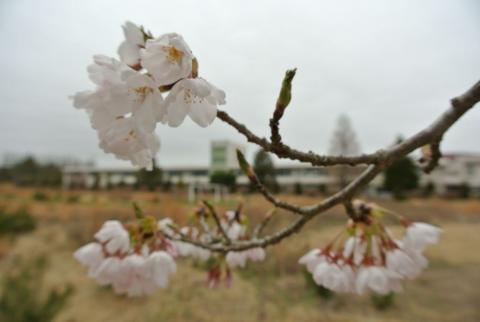 大熊町の桜（2015年4月14日撮影） 写真 1