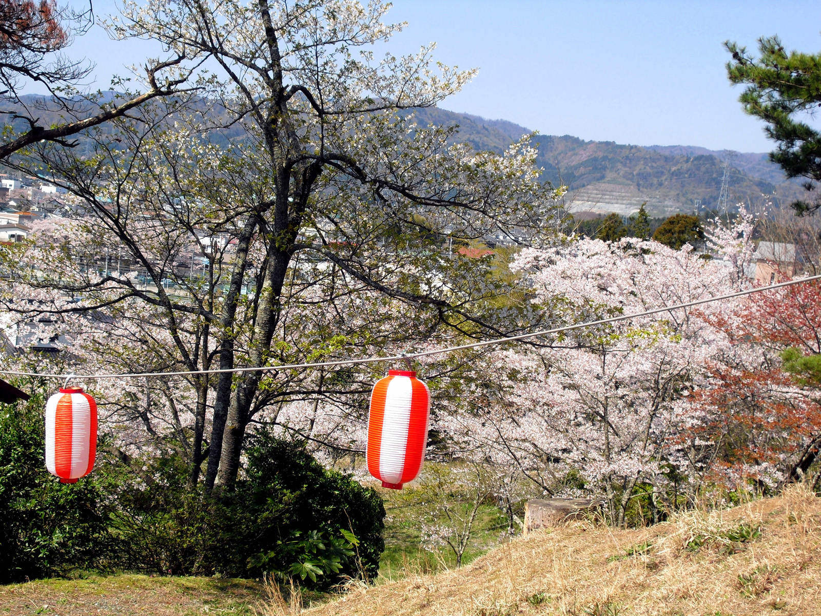 聖徳太子から見た桜と景色 写真 2