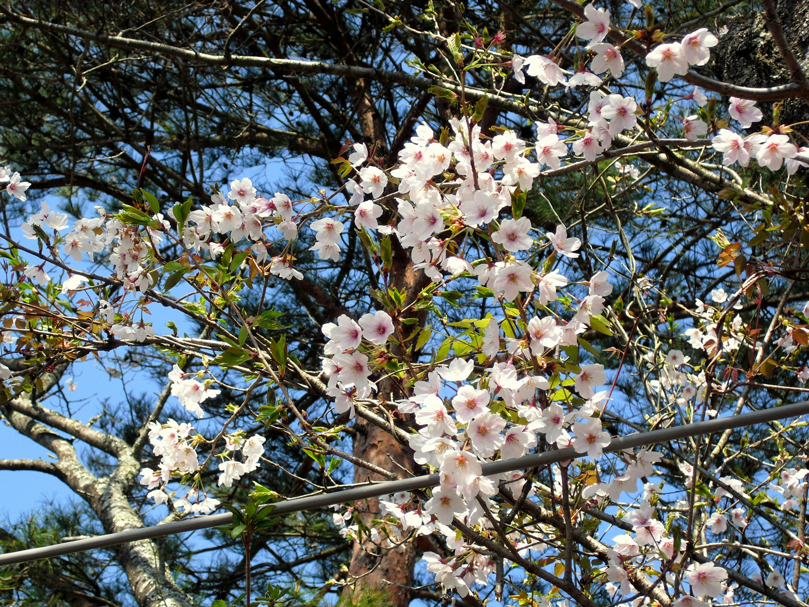 聖徳太子から見た桜と景色 写真 3