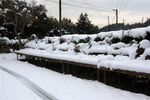 ３順帰宅　故郷は大雪でした 写真 1