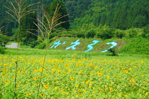 大川原のヒマワリ畑（2014年8月23日撮影） 写真 4
