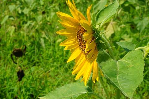 大川原のヒマワリ畑（2014年8月23日撮影） 写真 1