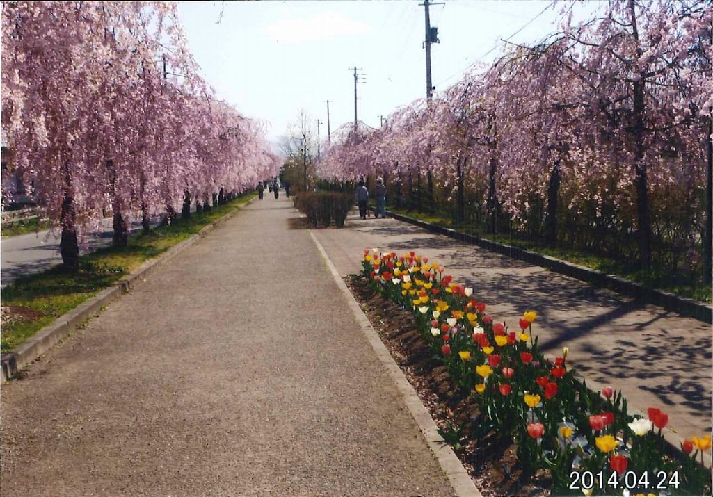 きれいな風景（喜多方市・菅原神社、しだれ桜の散歩道） 写真 2
