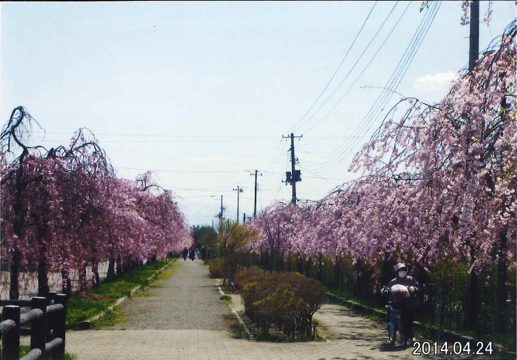きれいな風景（喜多方市・菅原神社、しだれ桜の散歩道） 写真 3