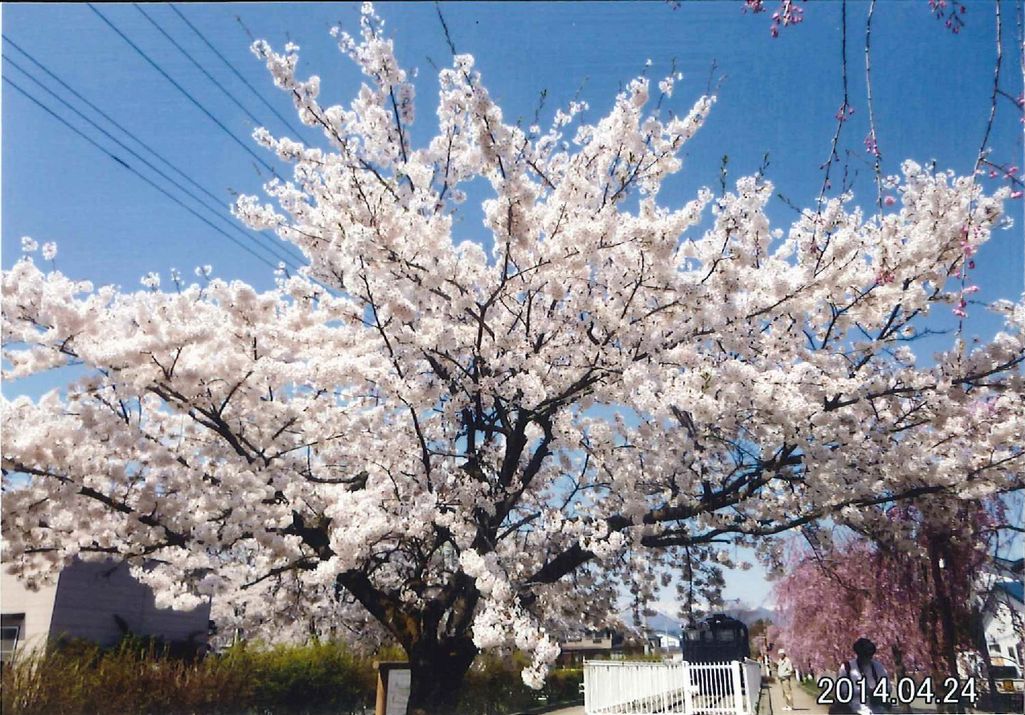 きれいな風景（喜多方市・菅原神社、しだれ桜の散歩道） 写真 4