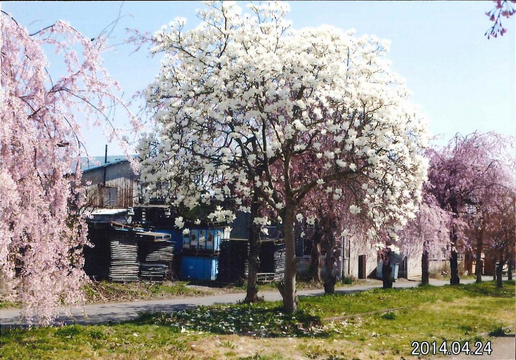 きれいな風景（喜多方市・菅原神社、しだれ桜の散歩道） 写真 5