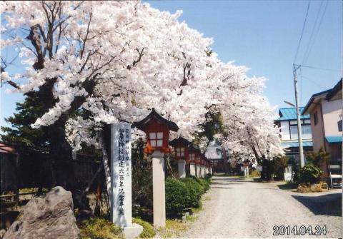 きれいな風景（喜多方市・菅原神社、しだれ桜の散歩道） 写真 1