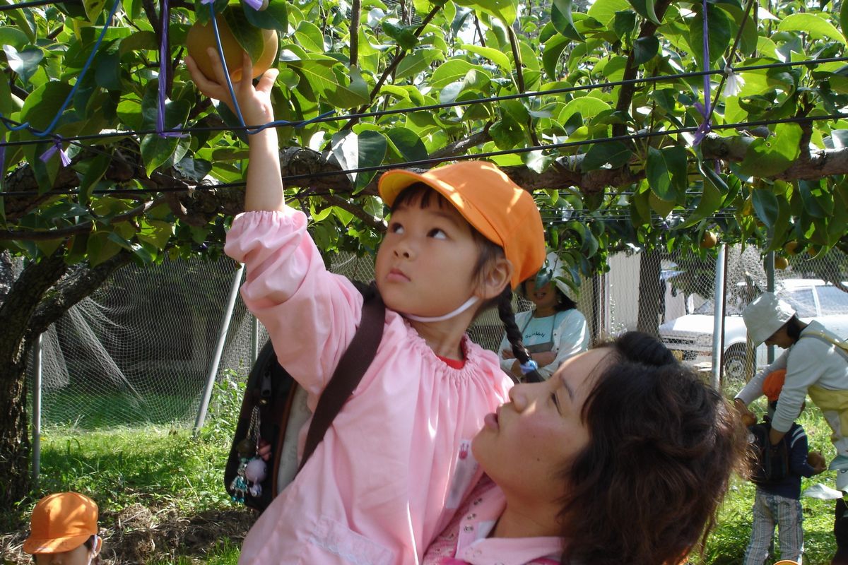 真剣な表情で木に実る梨をつかむ園児（2）