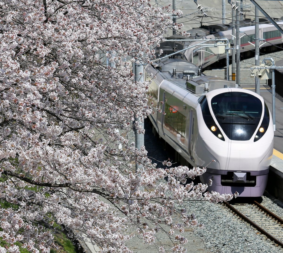 再開したJR大野駅では、到着する特急ひたちを満開の桜がお出迎え